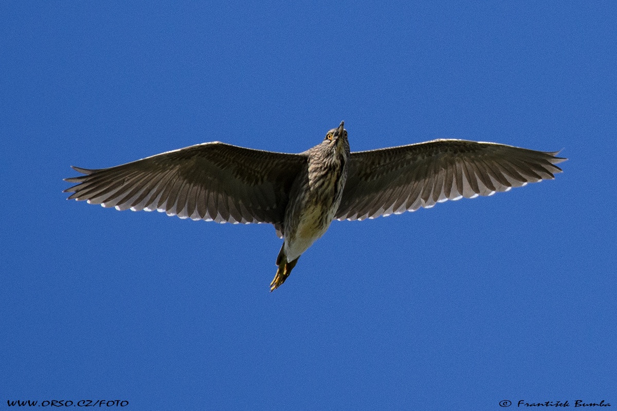 Kvakoš noční (Nycticorax nycticorax)