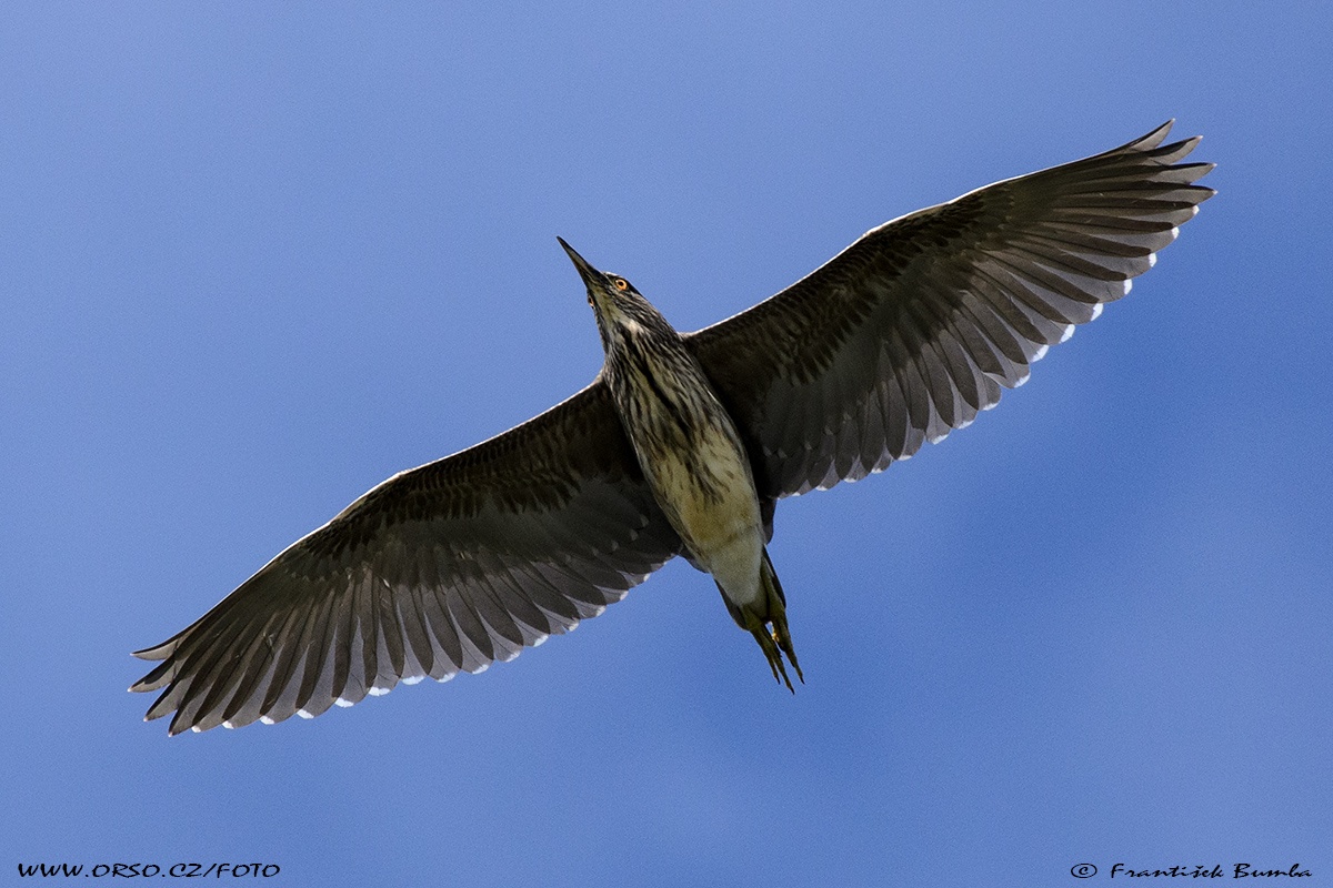 Kvakoš noční (Nycticorax nycticorax)