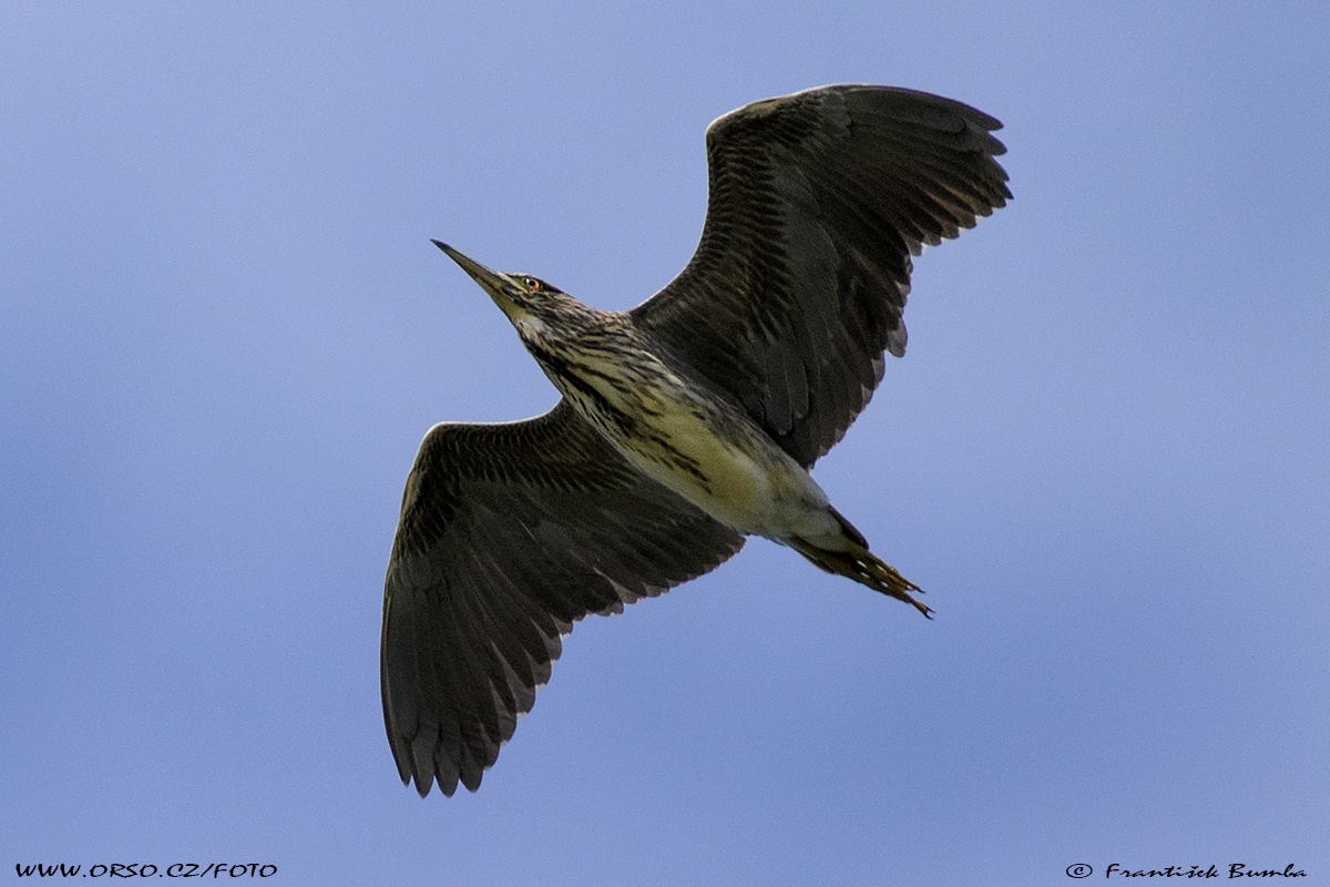 Kvakoš noční (Nycticorax nycticorax)