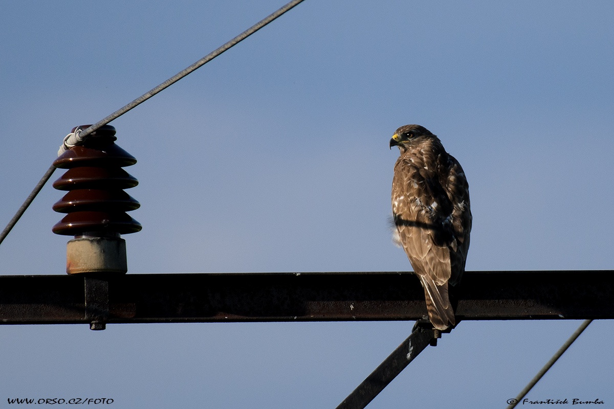 Káně lesní (Buteo buteo)