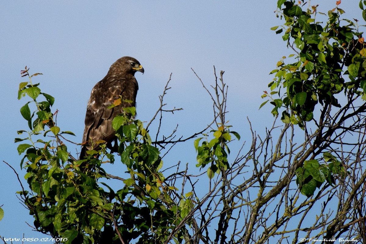 Káně lesní (Buteo buteo)