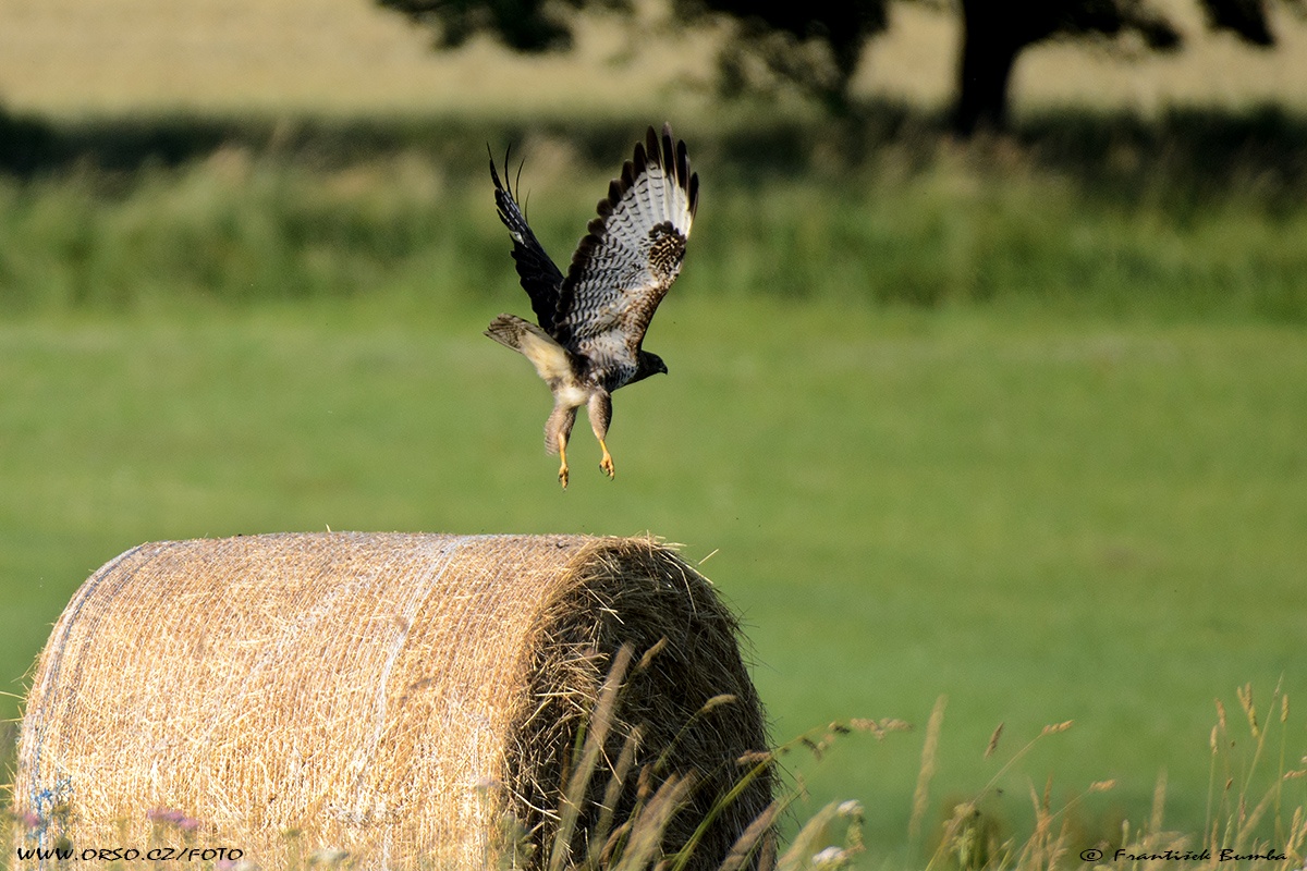 Káně lesní (Buteo buteo)