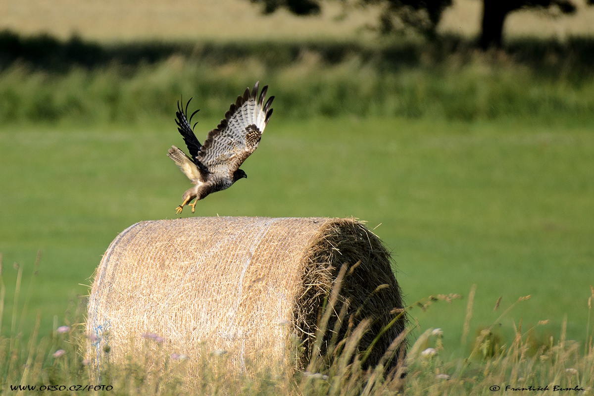 Káně lesní (Buteo buteo)