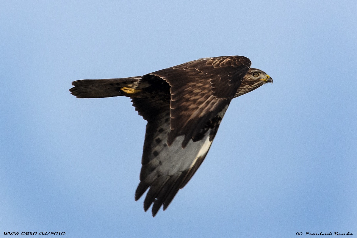 Káně lesní (Buteo buteo)