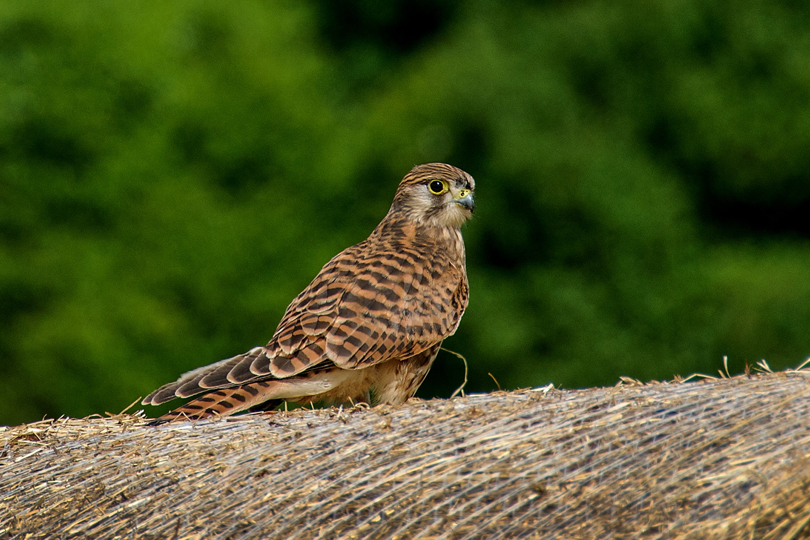 Poštolka obecná (Falco_tinnunculus)