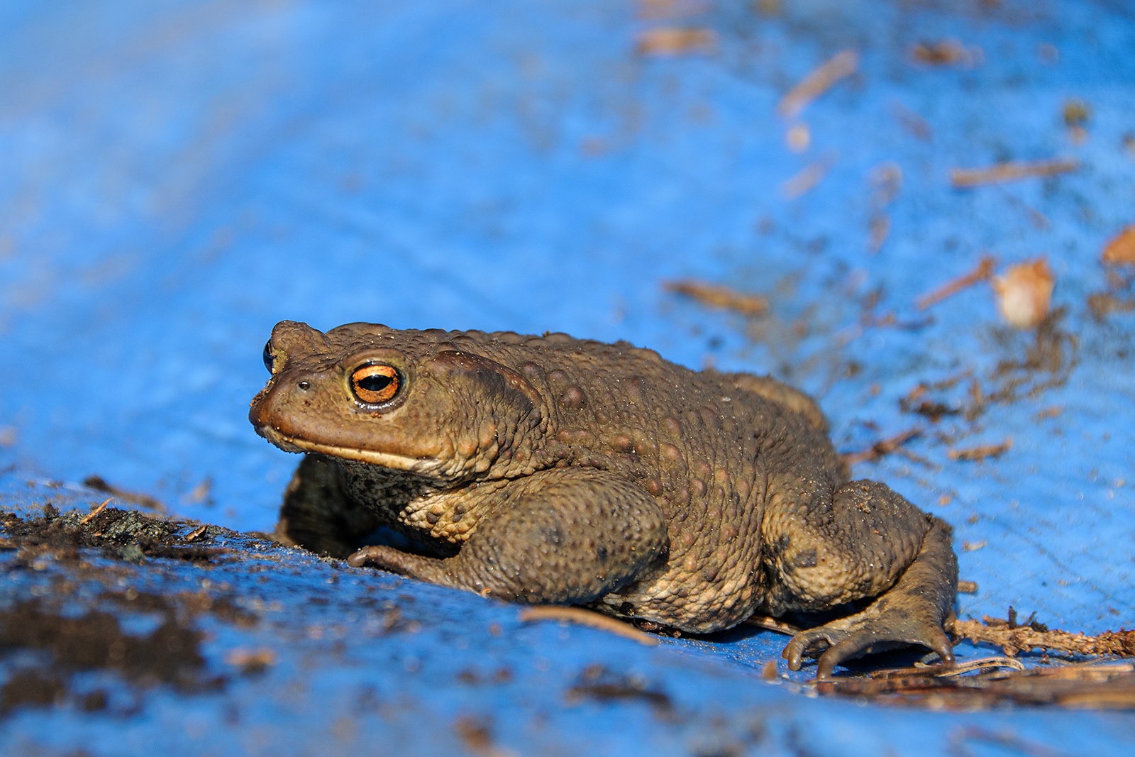  Ropucha obecná (Bufo bufo)