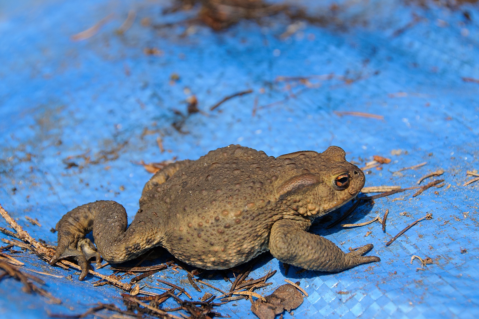  Ropucha obecná (Bufo bufo)