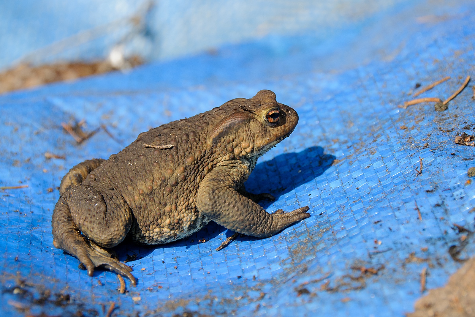  Ropucha obecná (Bufo bufo)