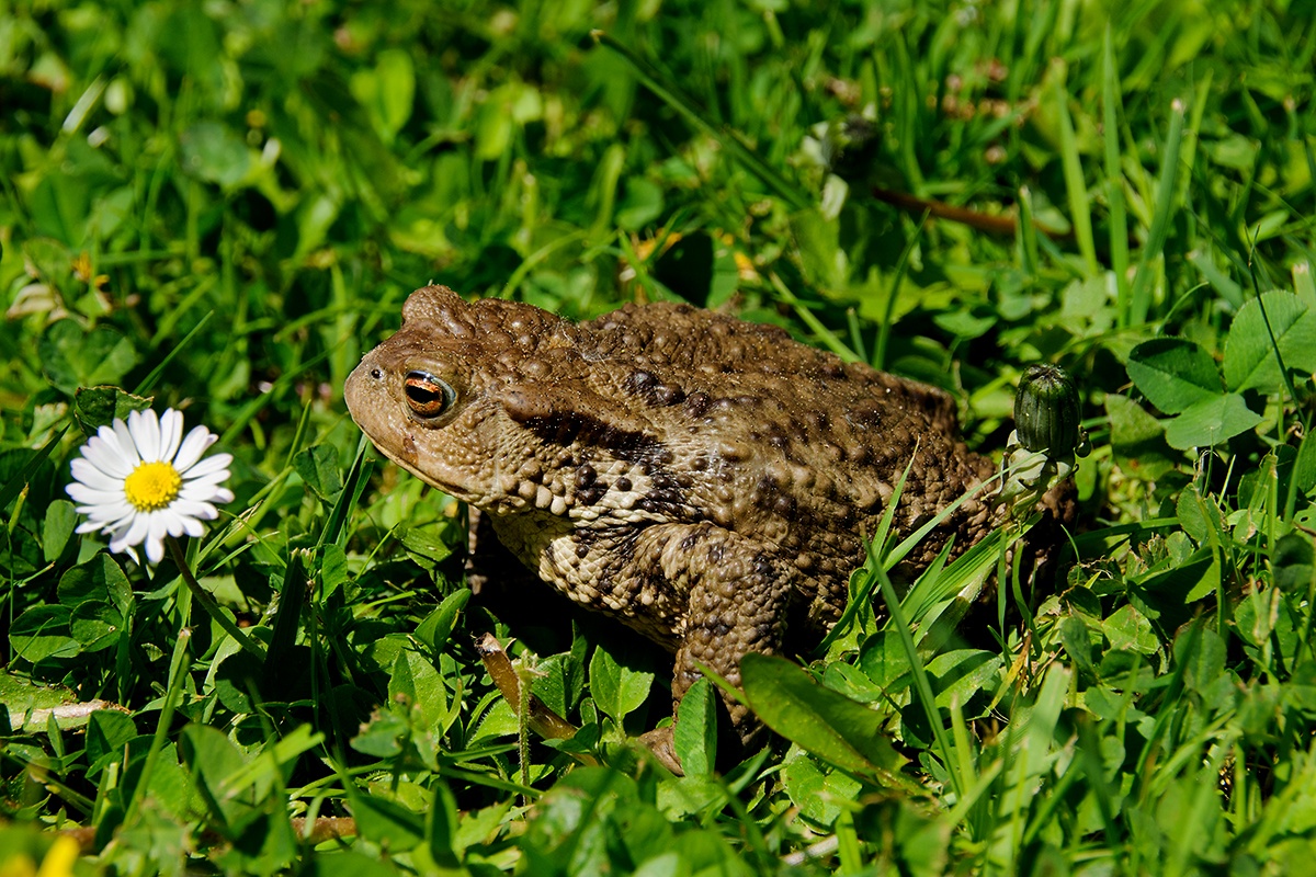  Ropucha obecná (Bufo bufo)