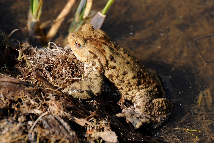  Ropucha obecná (Bufo bufo)