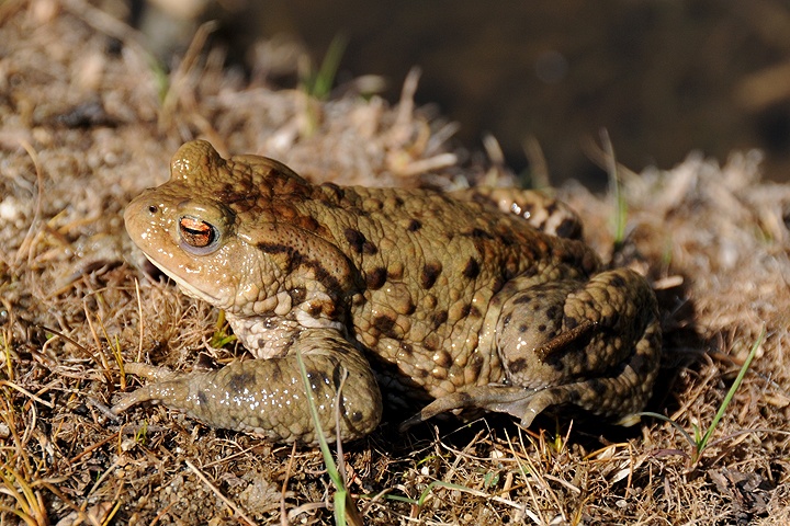  Ropucha obecná (Bufo bufo)