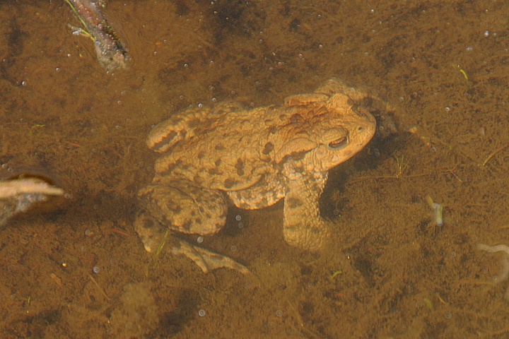  Ropucha obecná (Bufo bufo)