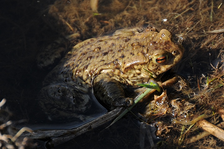  Ropucha obecná (Bufo bufo)