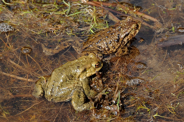  Ropucha obecná (Bufo bufo)