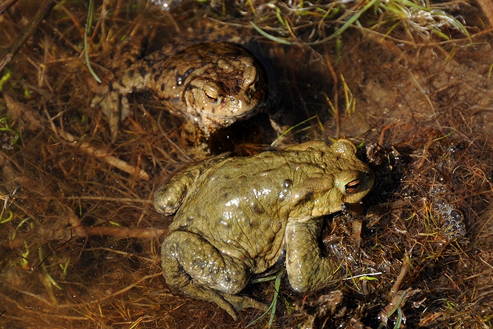  Ropucha obecná (Bufo bufo)