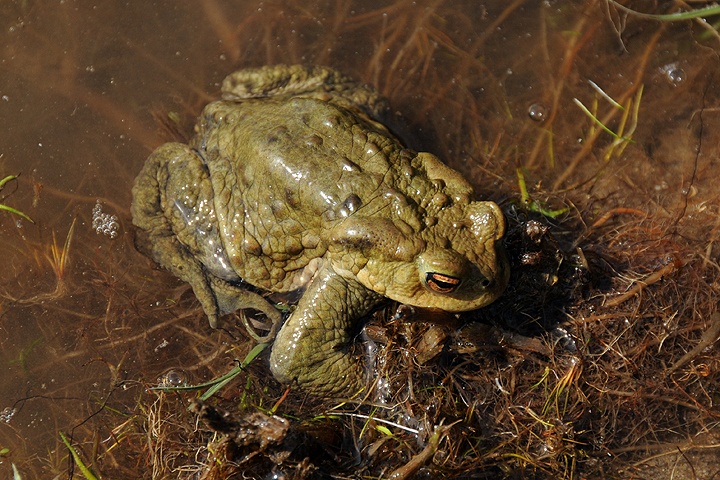  Ropucha obecná (Bufo bufo)