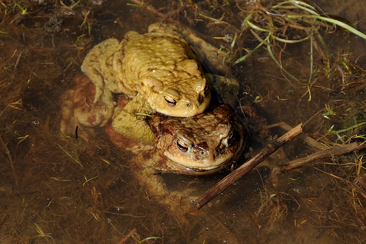  Ropucha obecná (Bufo bufo)