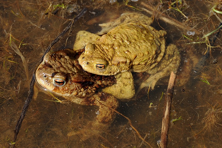  Ropucha obecná (Bufo bufo)