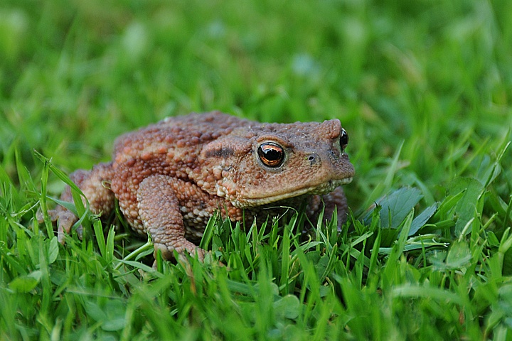  Ropucha obecná (Bufo bufo)