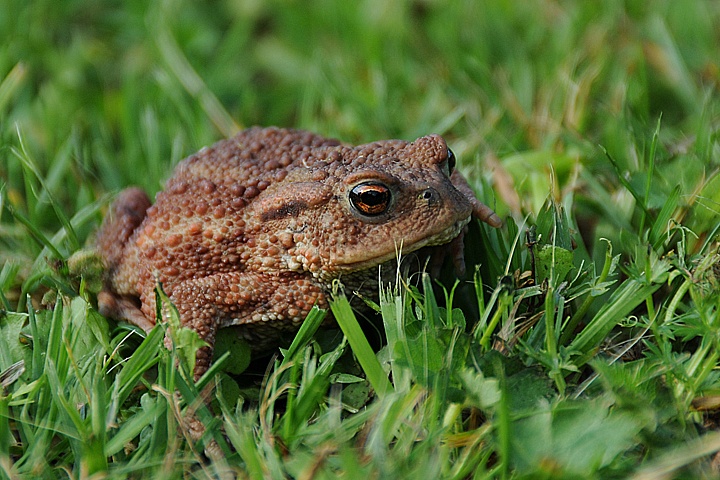  Ropucha obecná (Bufo bufo)