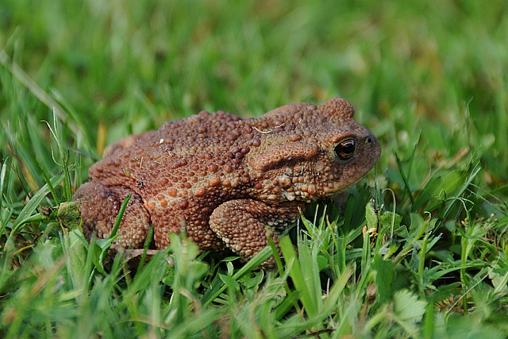  Ropucha obecná (Bufo bufo)