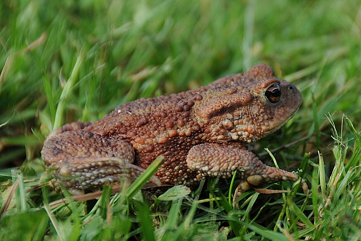  Ropucha obecná (Bufo bufo)