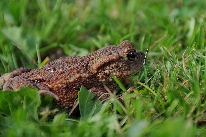  Ropucha obecná (Bufo bufo)