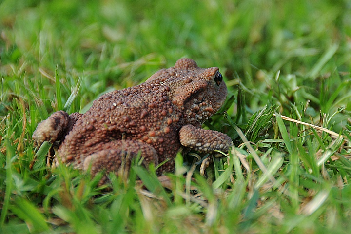  Ropucha obecná (Bufo bufo)