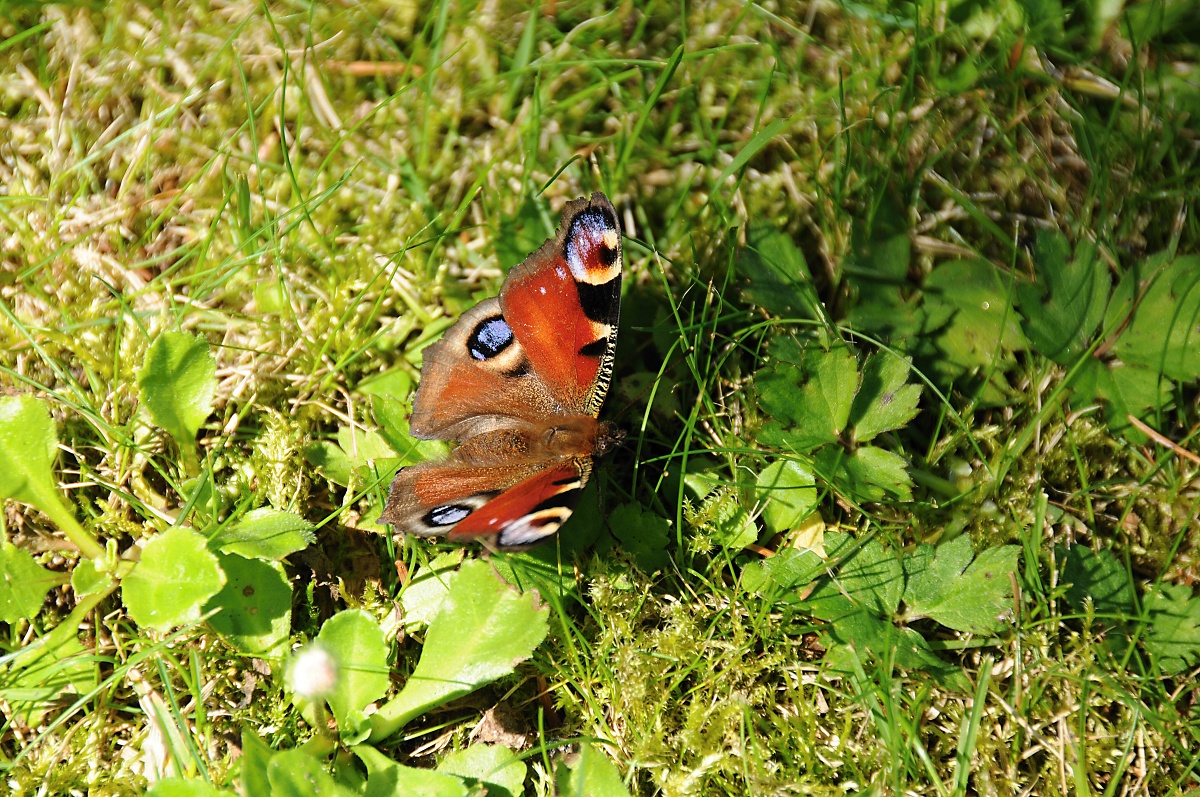 Babocka pavi oko (Inachis io)