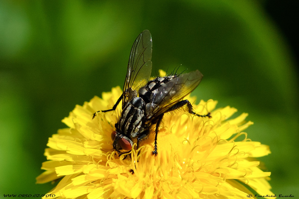 Moucha domácí (Musca domestica)