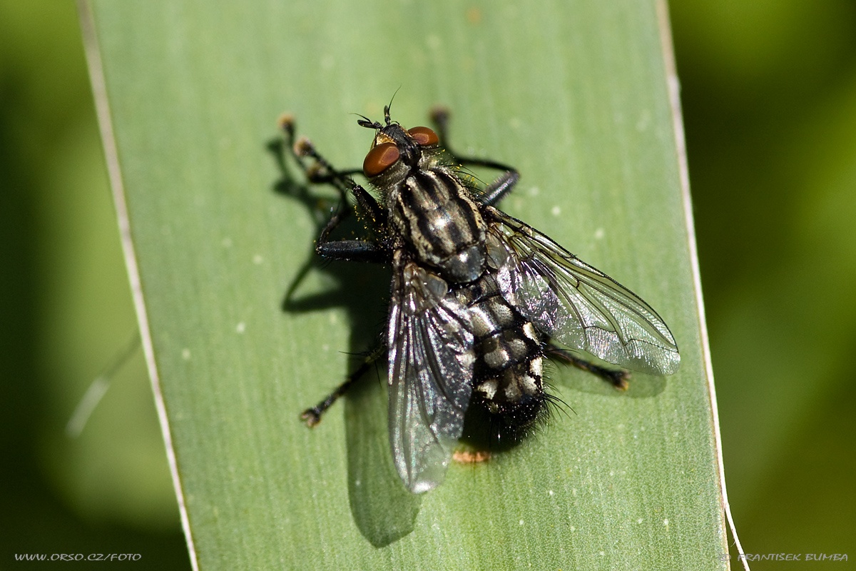 Moucha domácí (Musca domestica)