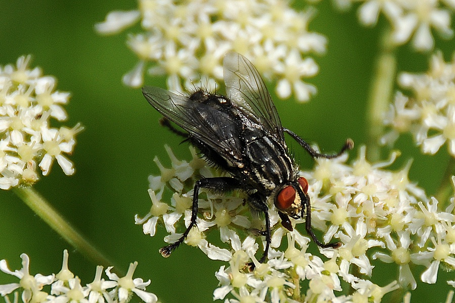 Moucha domácí (Musca domestica)