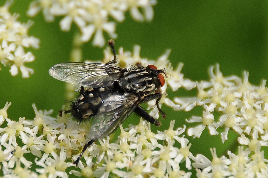 Moucha domácí (Musca domestica)