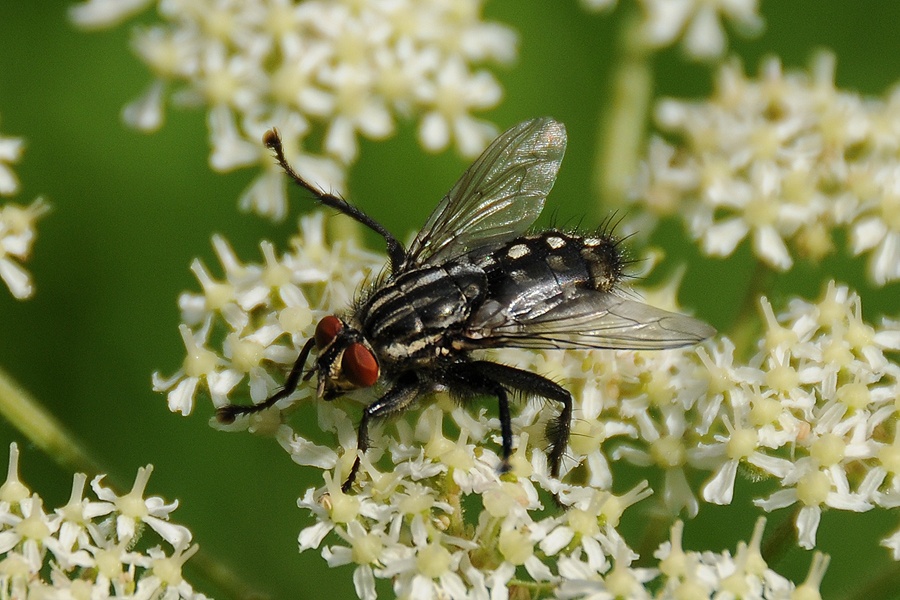 Moucha domácí (Musca domestica)