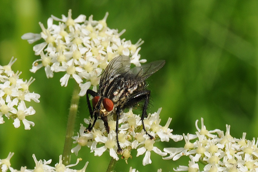 Moucha domácí (Musca domestica)