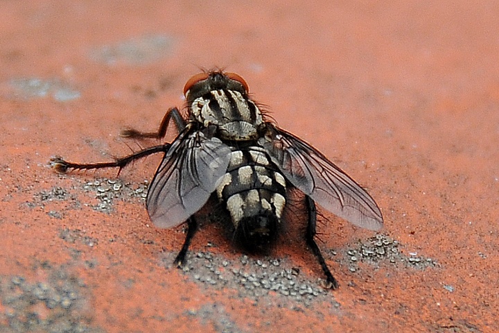 Moucha domácí (Musca domestica)