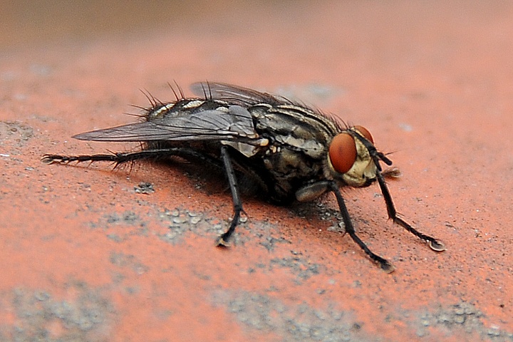 Moucha domácí (Musca domestica)