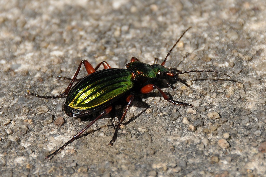 Střevlík zlatolesklý (Carabus auronitens)