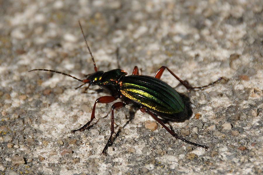 Střevlík zlatolesklý (Carabus auronitens)