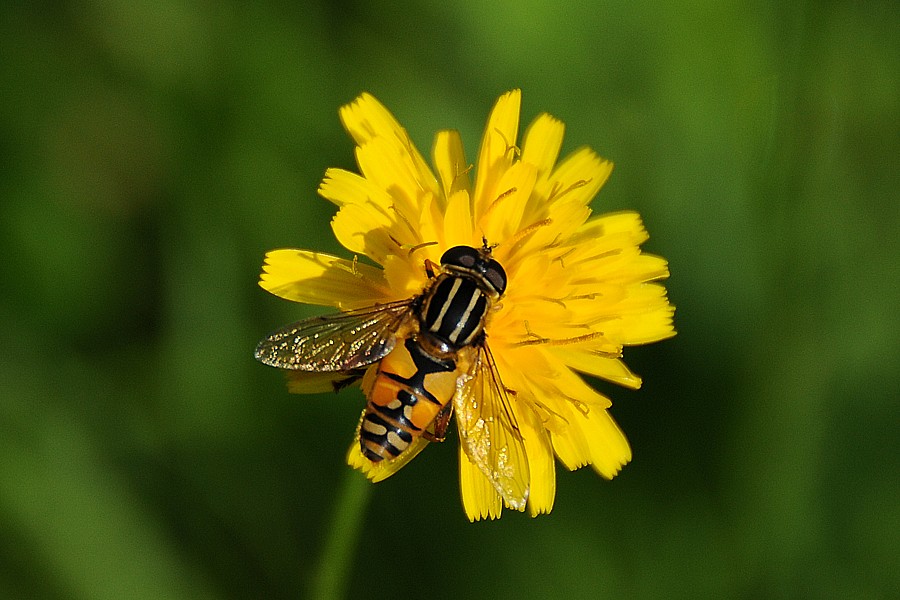 Pestřenka pruhovaná (Episyrphus balteatus)