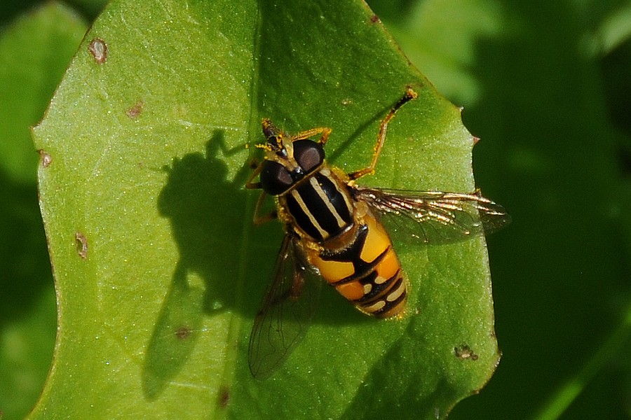 Pestřenka pruhovaná (Episyrphus balteatus)