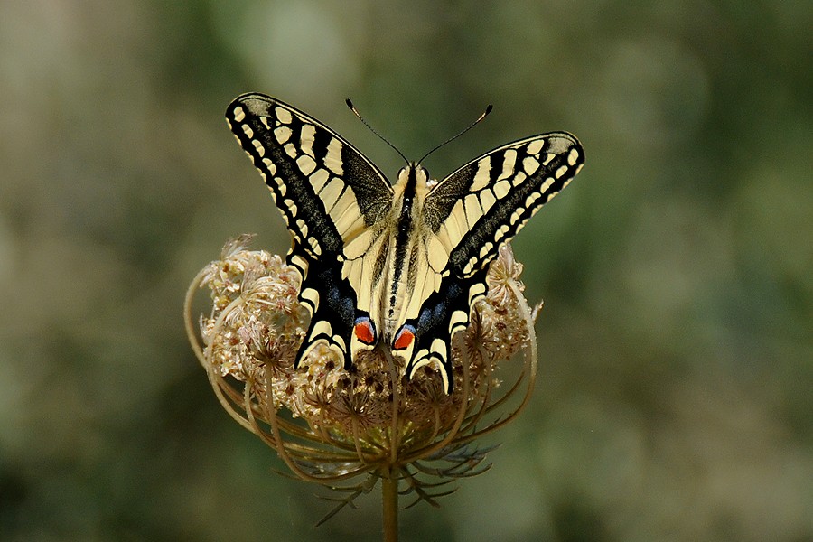 Otakárek fenyklový (Papilio machaon)