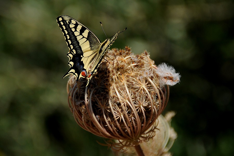 Otakárek fenyklový (Papilio machaon)