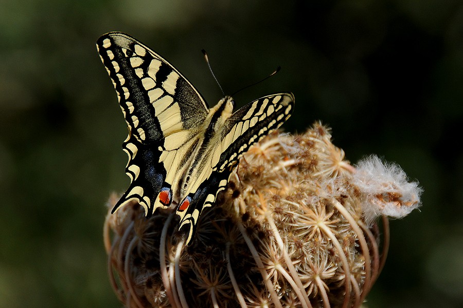 Otakárek fenyklový (Papilio machaon)