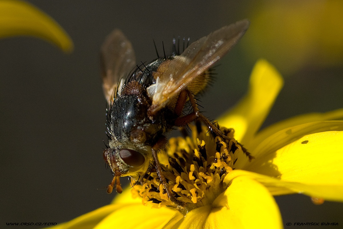 Kuklice červenonohá (Tachina fera)