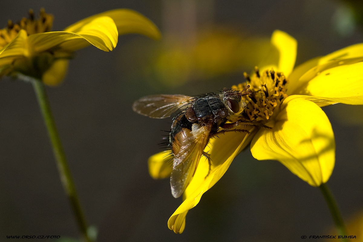 Kuklice červenonohá (Tachina fera)