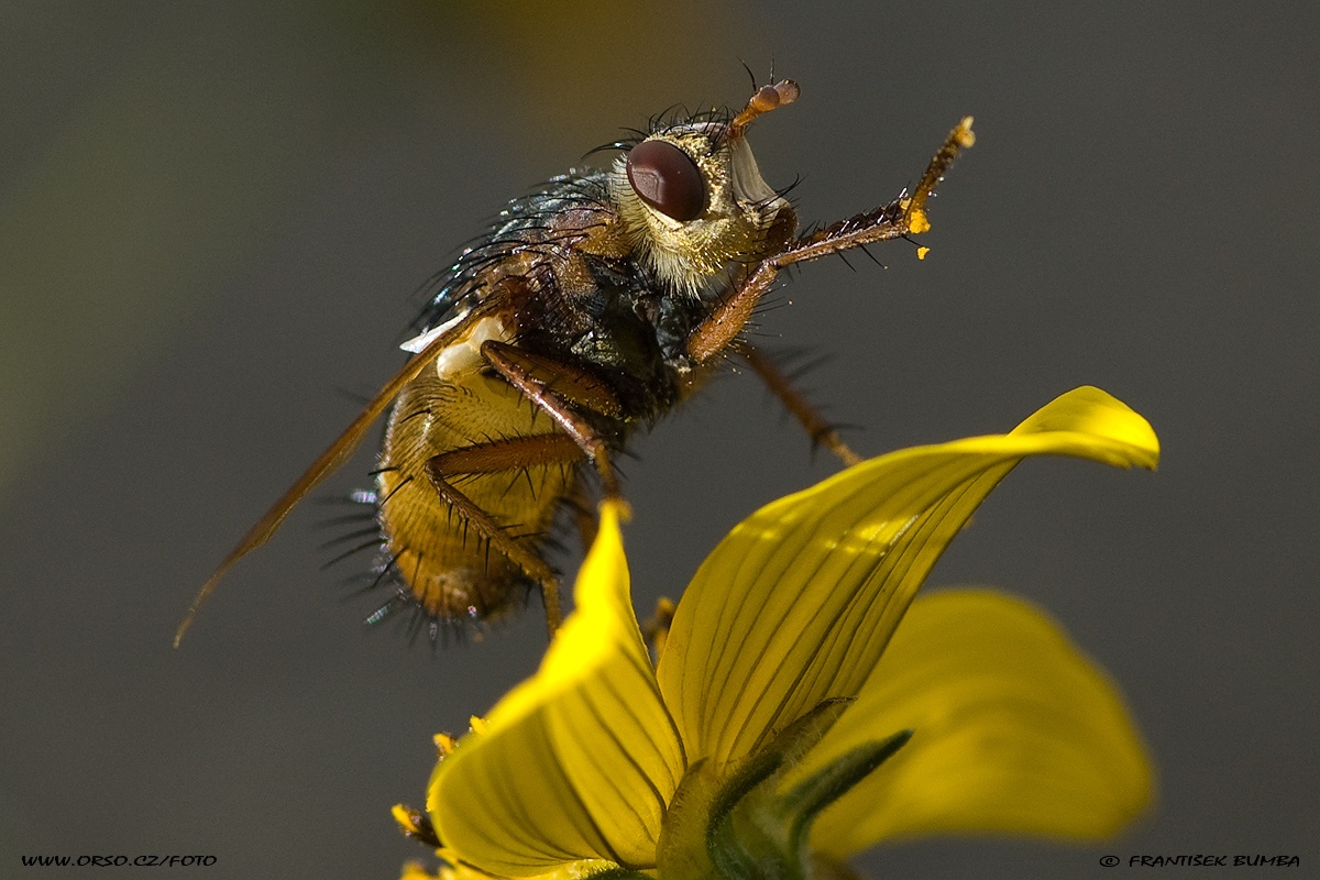 Kuklice červenonohá (Tachina fera)