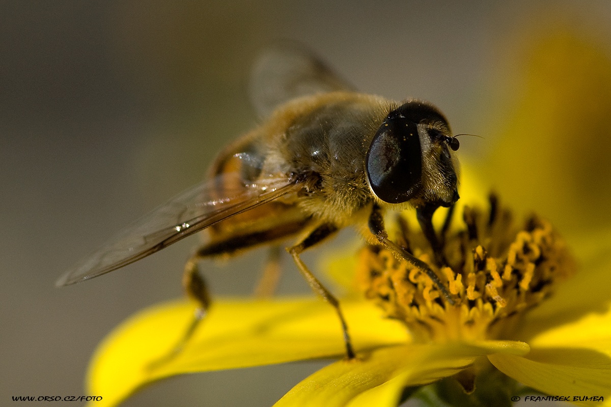 Včelice trubcová (Eristalis tenax)