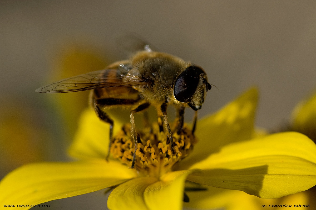 Včelice trubcová (Eristalis tenax)