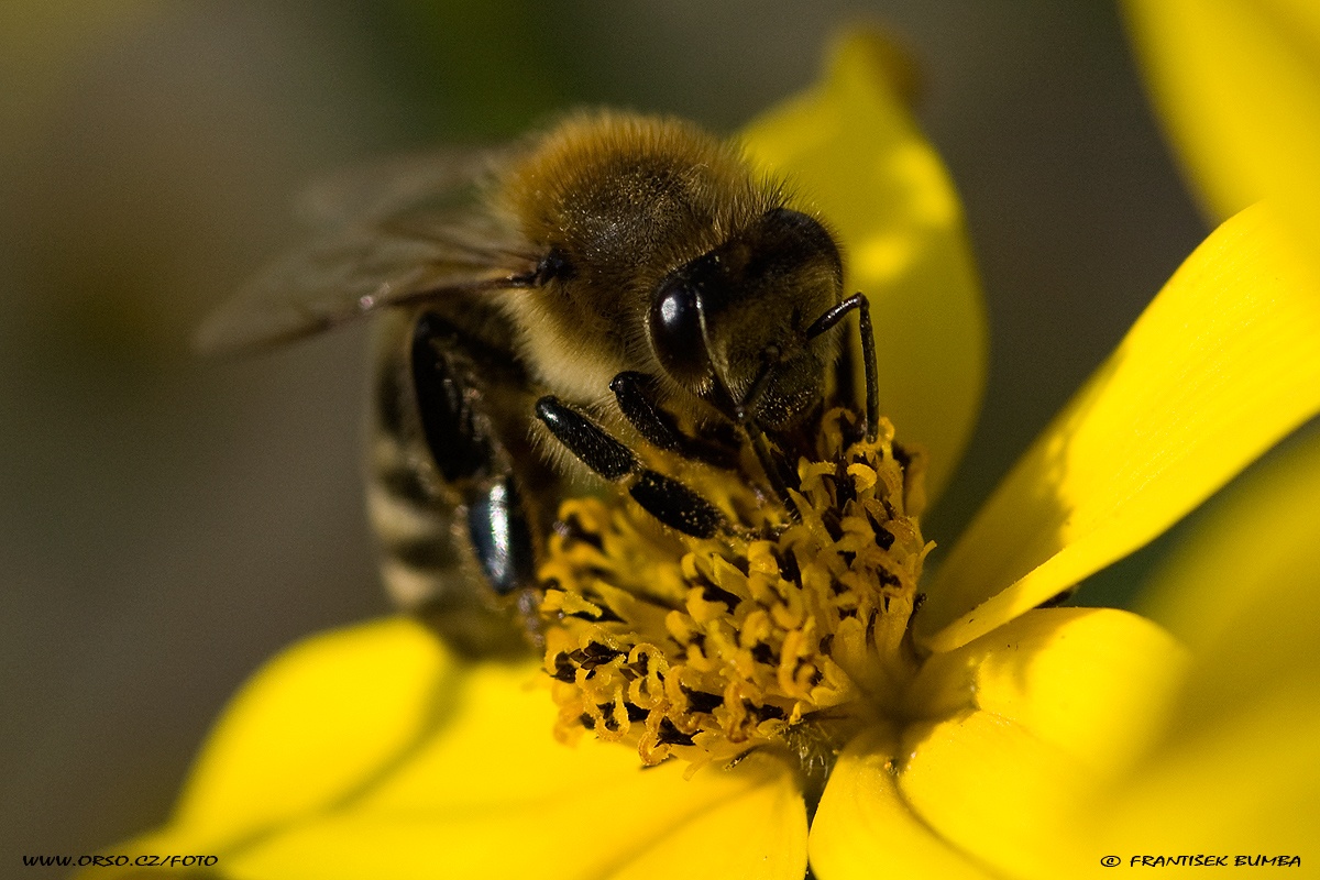 Včela medonosná (Apis mellifera)